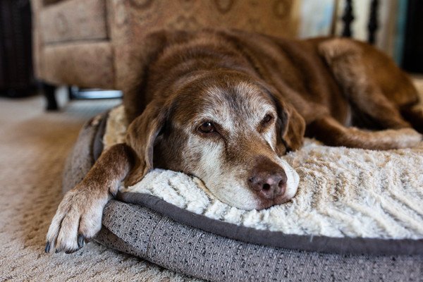 老犬のシャンプーは負担になることがある