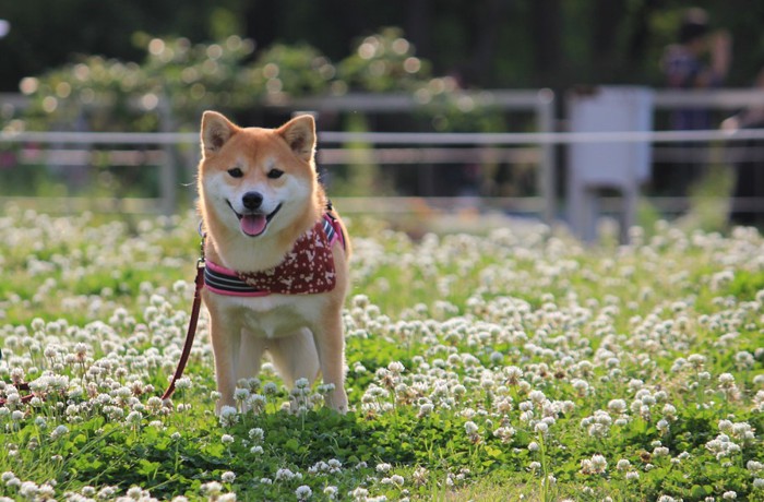 草の中に立つ犬