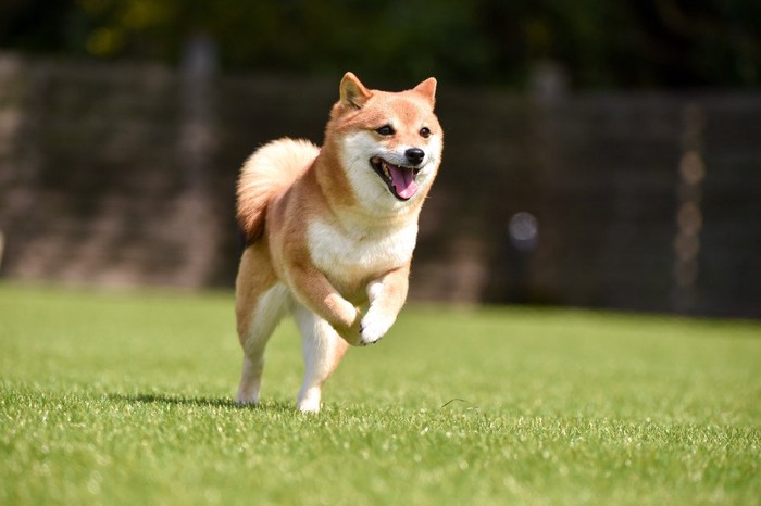 走っている柴犬