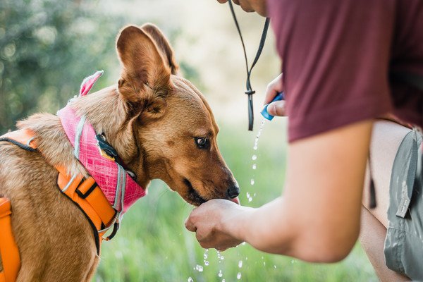 犬が息切れしている時の対処法