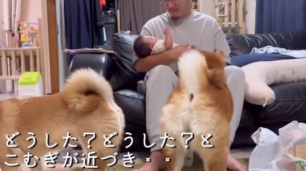 ひよりちゃんに近づくこむぎ君