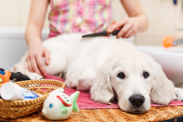 お家で飼い主にブラッシングされる犬