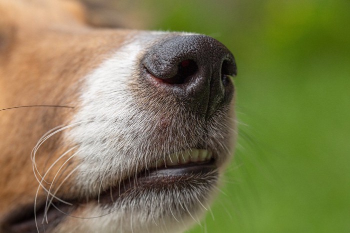 犬の鼻先のクローズアップ