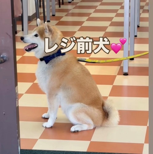 レジの方を見つめて座る犬