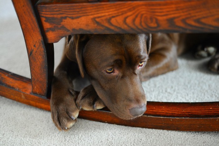 揺りイスの下で元気がなさそうな犬