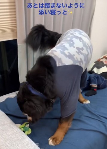 女の子の足元へ行く大型犬