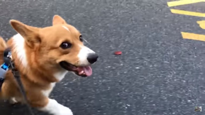 飼い主さんをチラ見するコナンくん