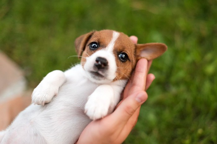 手の平で寝る子犬