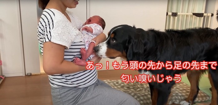 抱っこされている新生児の足の匂いを嗅ぐ大型犬