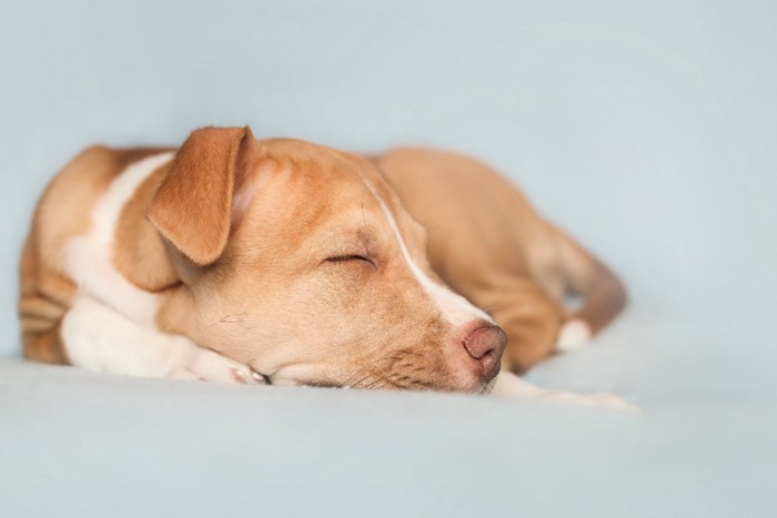 丸まって眠る犬