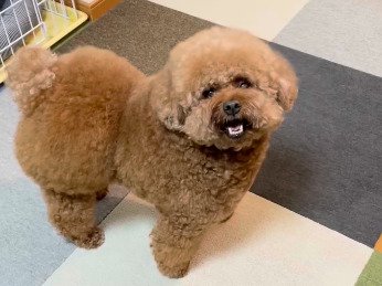 カメラを見る犬（横向き）