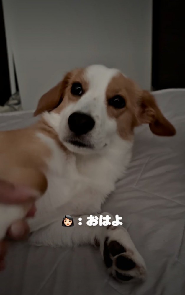 引いたような犬