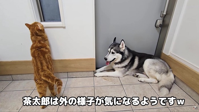 茶太郎ちゃんは余裕です