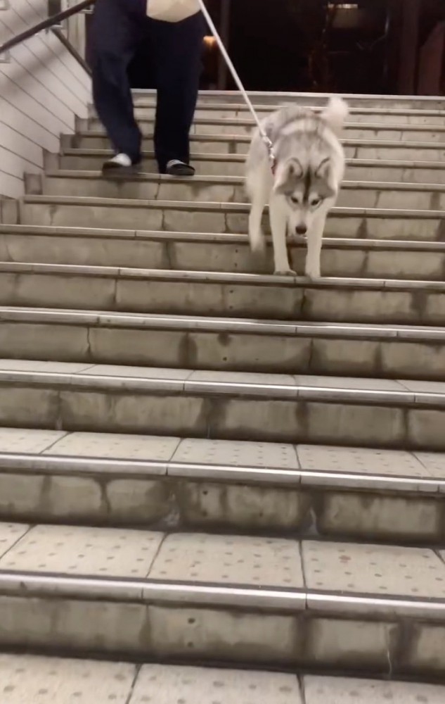 階段を駆け下りる犬