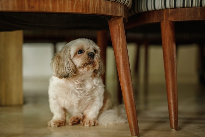 椅子の下にいる犬