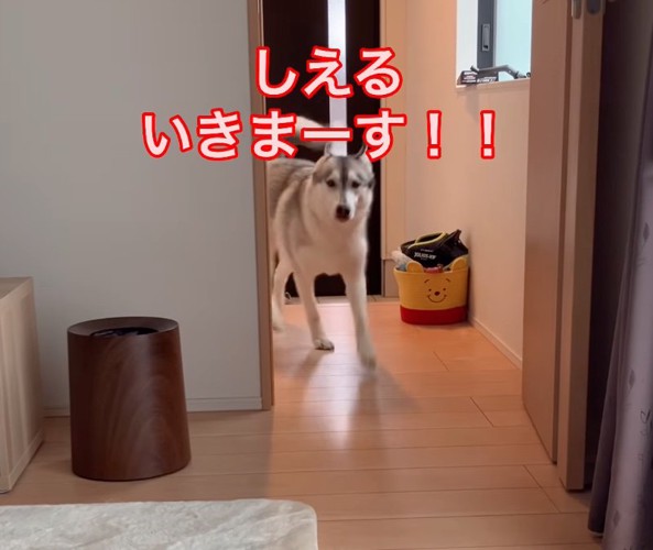 突如駆け寄ってくるしえるちゃん