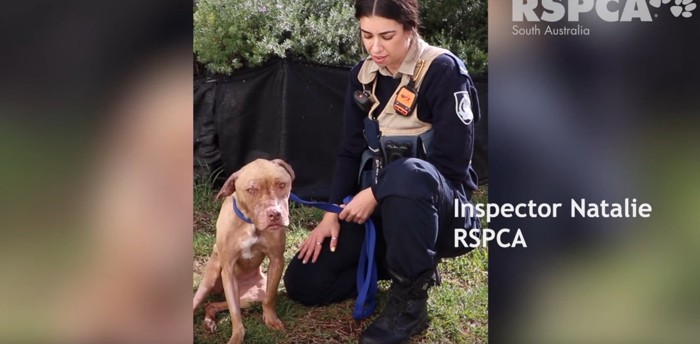 屋外に制服の女性と犬