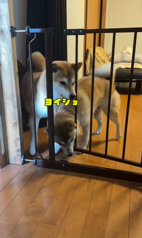 キッチンに侵入する柴犬たち8