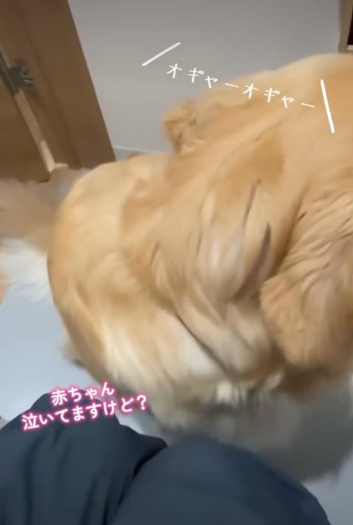 後ろを向く犬