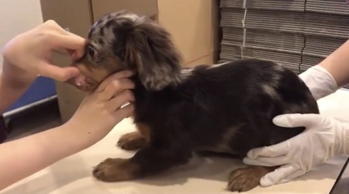 口元をチェックされる犬