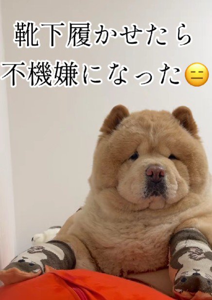 「これ……履かなきゃダメ?」