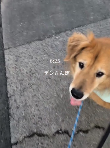 散歩中の犬