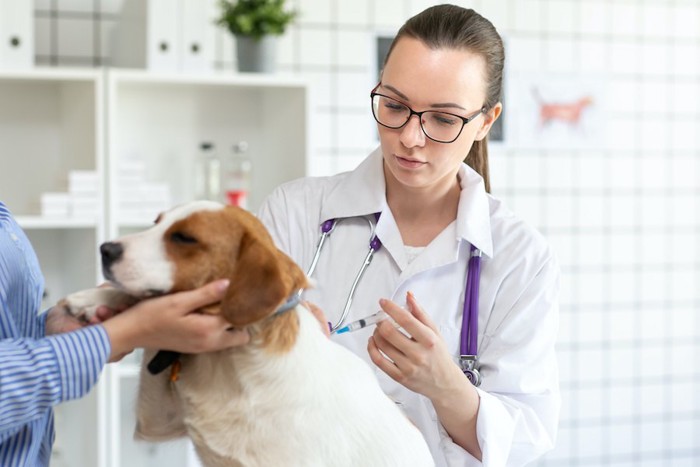 病院で予防接種を受ける犬