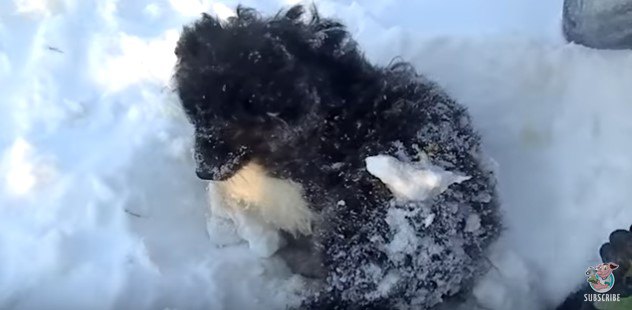 起き上がった子犬