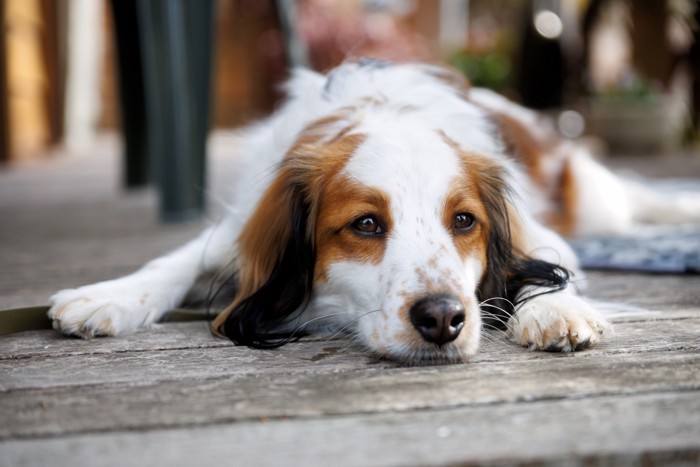 ウッドデッキで伏せるコーイケルホンディエ