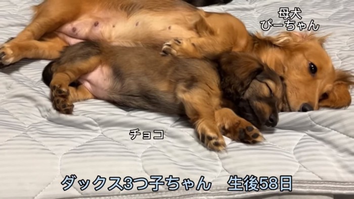 チョコちゃんと母犬