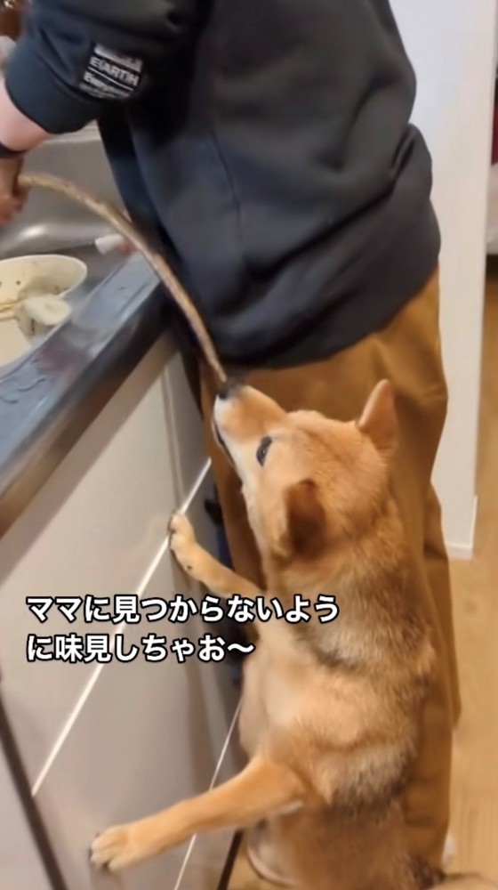 キッチンに立つ人とゴボウを噛む犬