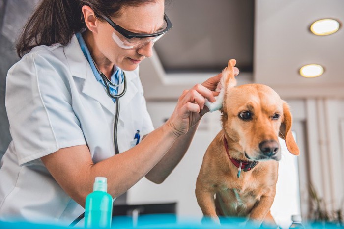 犬の耳を掃除するプロ