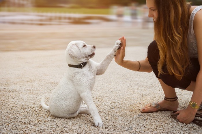 飼い主とハイタッチしている子犬