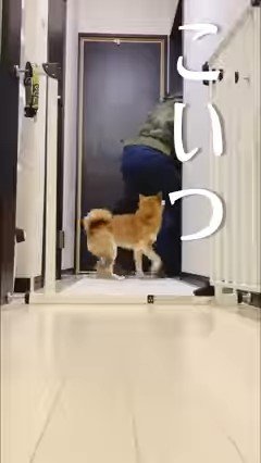 男性を追いかける犬