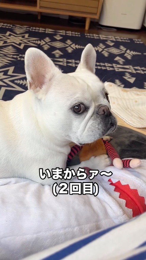 女性に話しかけられる犬