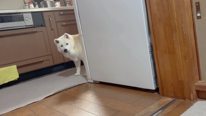 ご飯できたかな?