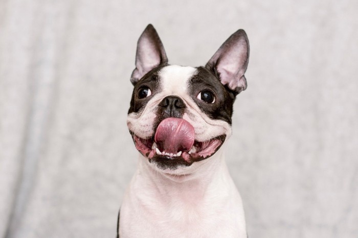 舌を出す犬