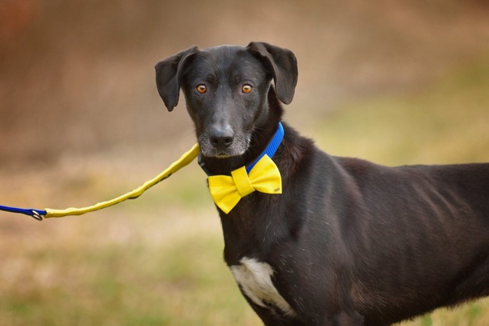 イエローリボンの犬