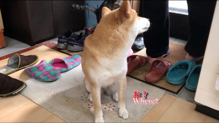 扉を出ていく飼い主を振り返る犬