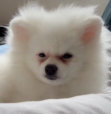 5万円で売れ残っていた犬