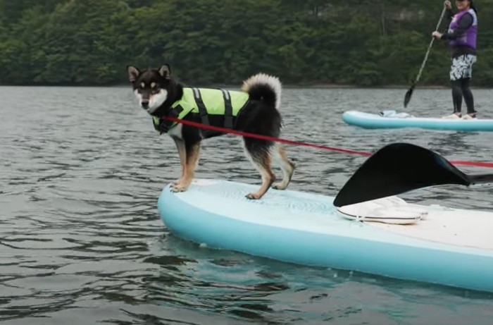 サップをする犬