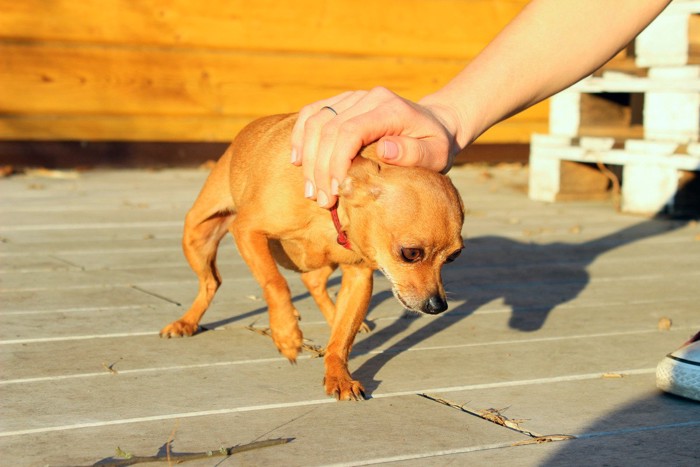 上からなでられている犬