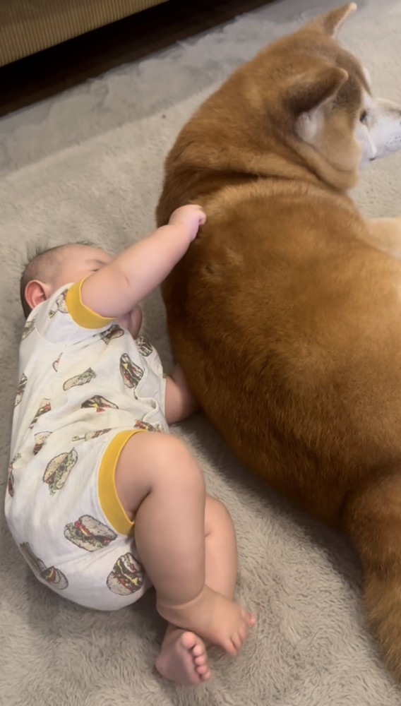 柴犬の毛をつかむ赤ちゃんと柴犬1