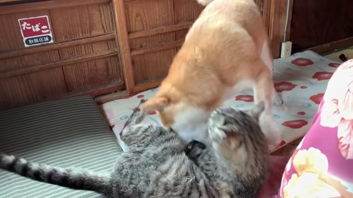 ももちゃんに戦いを挑む空ちゃん