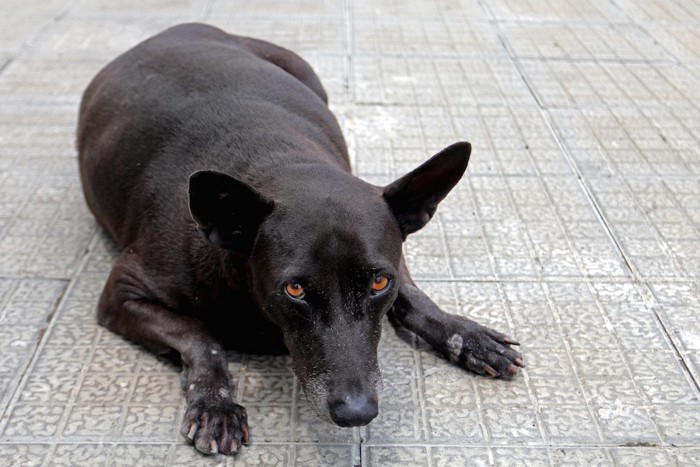 太めの黒い犬