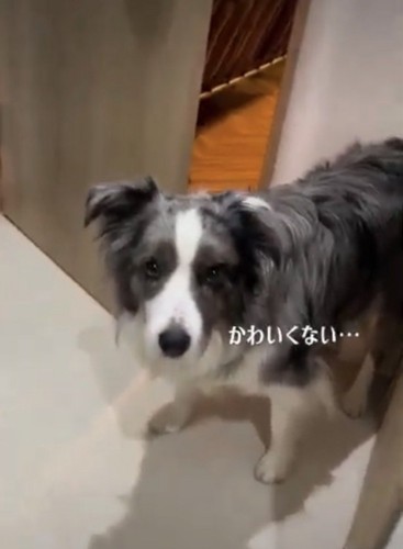 飼い主を見る犬