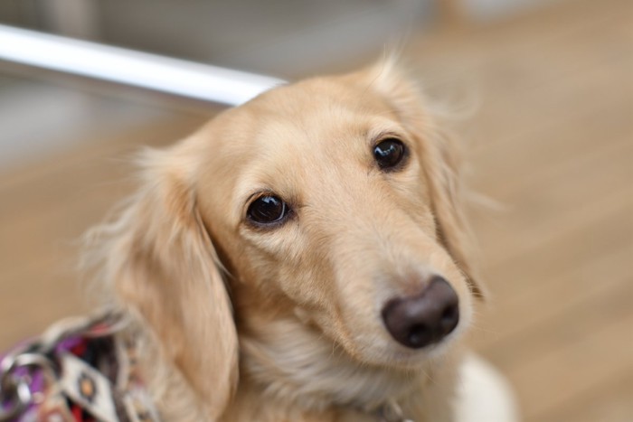 こちらを見つめる犬