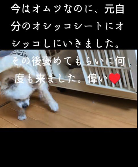 おむつを付けたけれど…