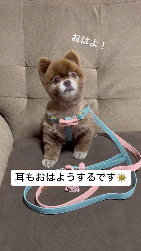 飼い主の言葉に反応して耳を立てる犬