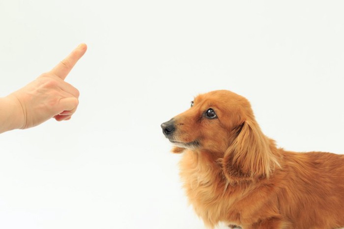 指示を出す飼い主を見つめるダックスフンド